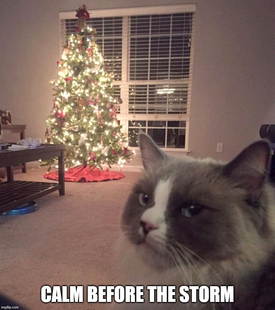 Disaster Cat | image tagged in cat memes,funny cat memes,merry christmas,xmas,disaster cat | made w/ Imgflip meme maker