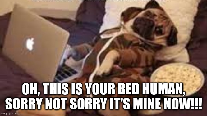 Dog funny meme | OH, THIS IS YOUR BED HUMAN, SORRY NOT SORRY IT'S MINE NOW!!! | image tagged in memes | made w/ Imgflip meme maker