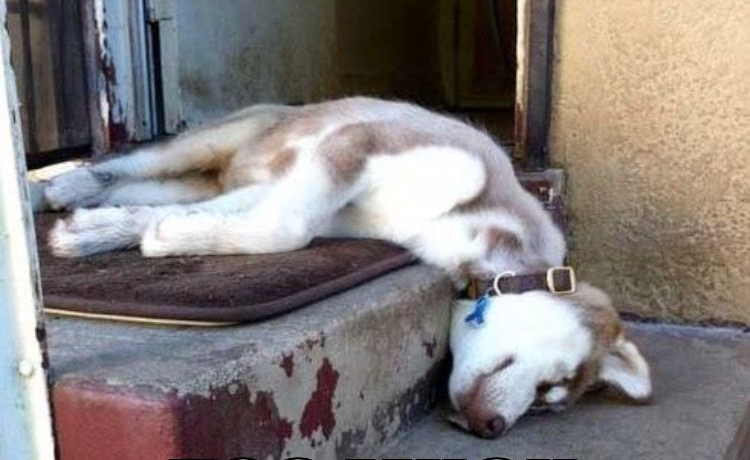 Dog funny Blank Meme Template