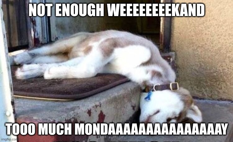 Uhg Monday, this is how I feel | NOT ENOUGH WEEEEEEEEKAND; TOOO MUCH MONDAAAAAAAAAAAAAAAY | image tagged in dog funny | made w/ Imgflip meme maker