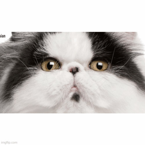 Cat (may be used for memes) | image tagged in gifs | made w/ Imgflip images-to-gif maker