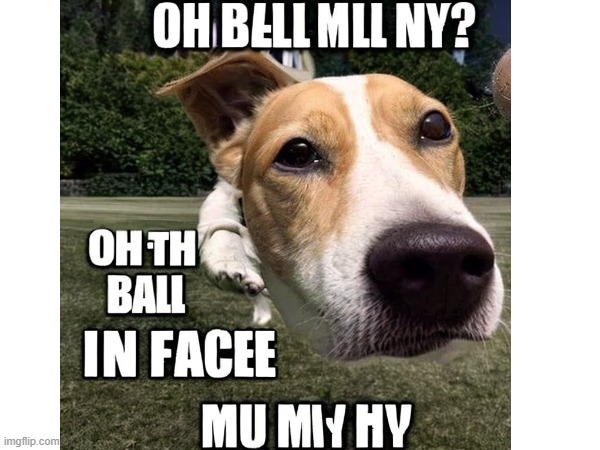 Made this meme because i was bored, Original and i made it up! | image tagged in ball in face,baslss,dog | made w/ Imgflip meme maker
