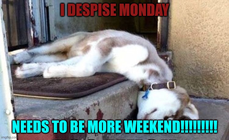 Monday | I DESPISE MONDAY; NEEDS TO BE MORE WEEKEND!!!!!!!!! | image tagged in dog funny | made w/ Imgflip meme maker