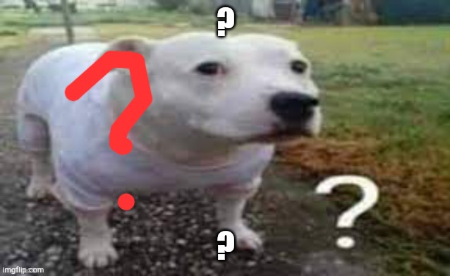 Dog question mark | ? ? | image tagged in dog question mark | made w/ Imgflip meme maker