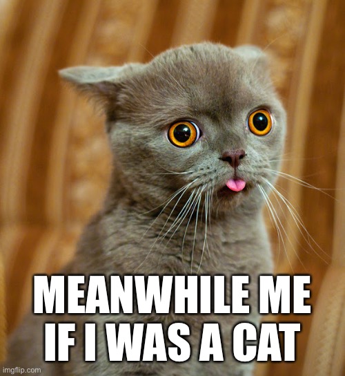 More Dumb Cat | MEANWHILE ME IF I WAS A CAT | image tagged in more dumb cat | made w/ Imgflip meme maker