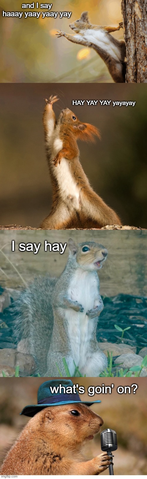 Felt a little ... squirrelly | and I say haaay yaay yaay yay; HAY YAY YAY yayayay; I say hay; what's goin' on? | made w/ Imgflip meme maker