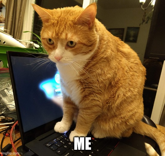 Cat Recognition | ME | image tagged in cat recognition | made w/ Imgflip meme maker