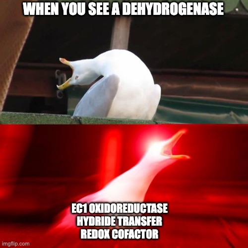 BIOCHEM MEME ETHAN DUONG | WHEN YOU SEE A DEHYDROGENASE; EC1 OXIDOREDUCTASE
HYDRIDE TRANSFER
REDOX COFACTOR | image tagged in boy seagull | made w/ Imgflip meme maker