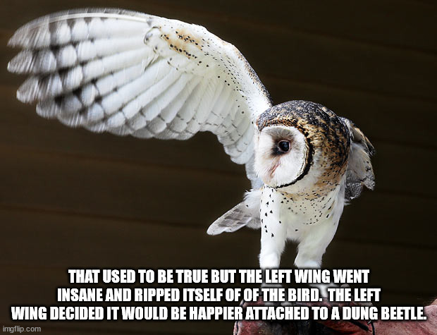 THAT USED TO BE TRUE BUT THE LEFT WING WENT INSANE AND RIPPED ITSELF OF OF THE BIRD.  THE LEFT WING DECIDED IT WOULD BE HAPPIER ATTACHED TO  | made w/ Imgflip meme maker