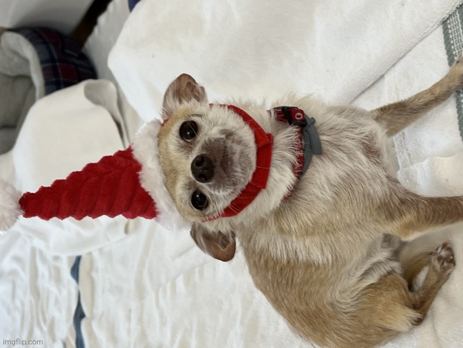 santa dog by lemon demon | image tagged in i hate photos | made w/ Imgflip meme maker
