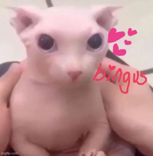 Bingus | image tagged in bingus | made w/ Imgflip meme maker