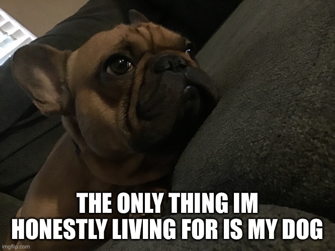 …. | THE ONLY THING IM HONESTLY LIVING FOR IS MY DOG | made w/ Imgflip meme maker