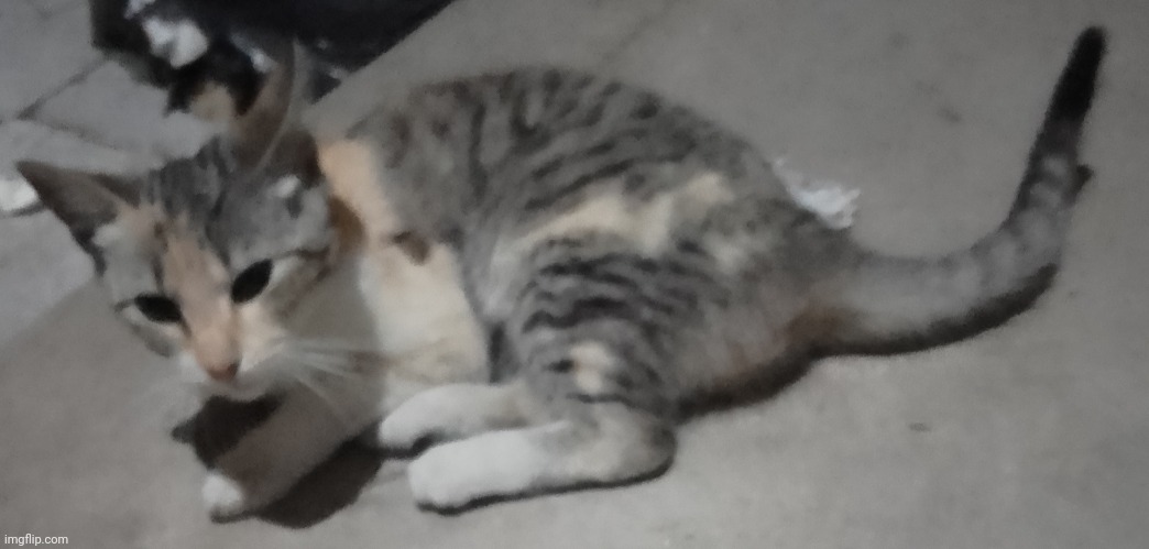 picture of my cat | made w/ Imgflip meme maker