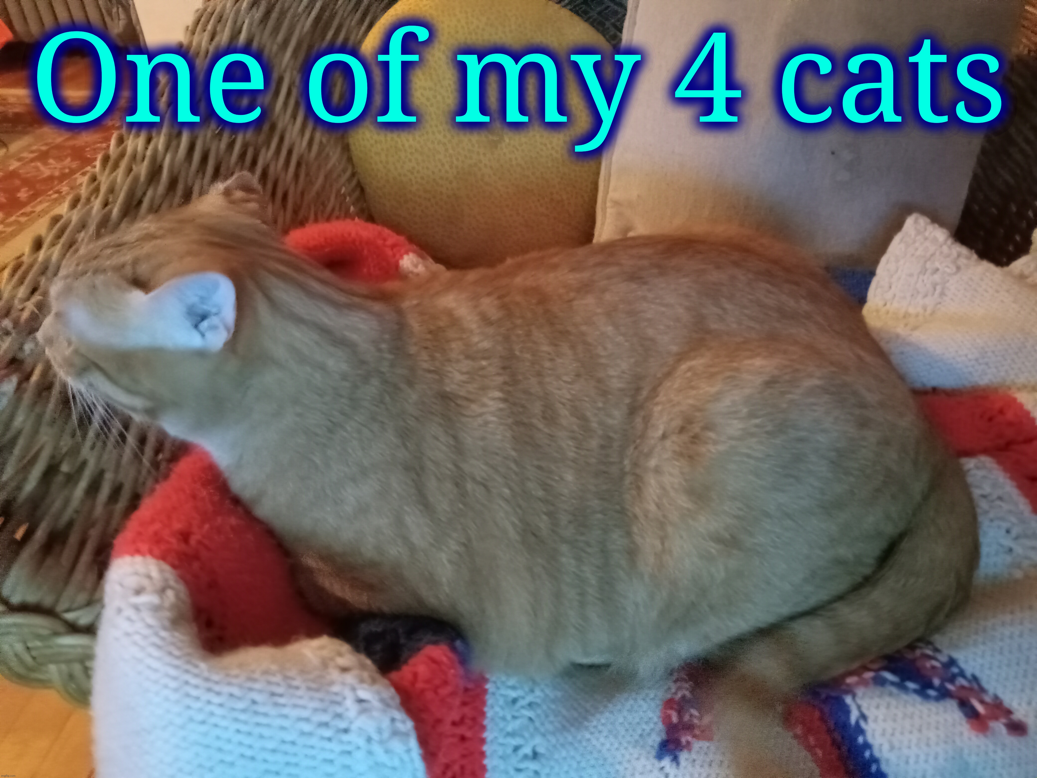 One of my 4 cats | made w/ Imgflip meme maker