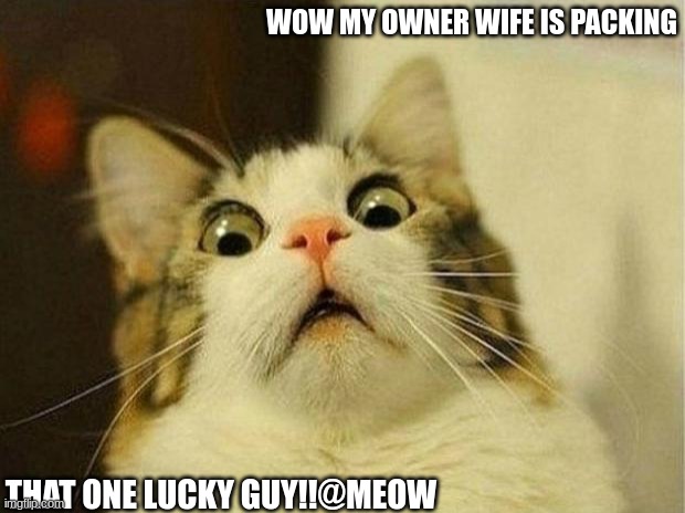 Scared Cat | WOW MY OWNER WIFE IS PACKING; THAT ONE LUCKY GUY!!@MEOW | image tagged in memes,scared cat | made w/ Imgflip meme maker