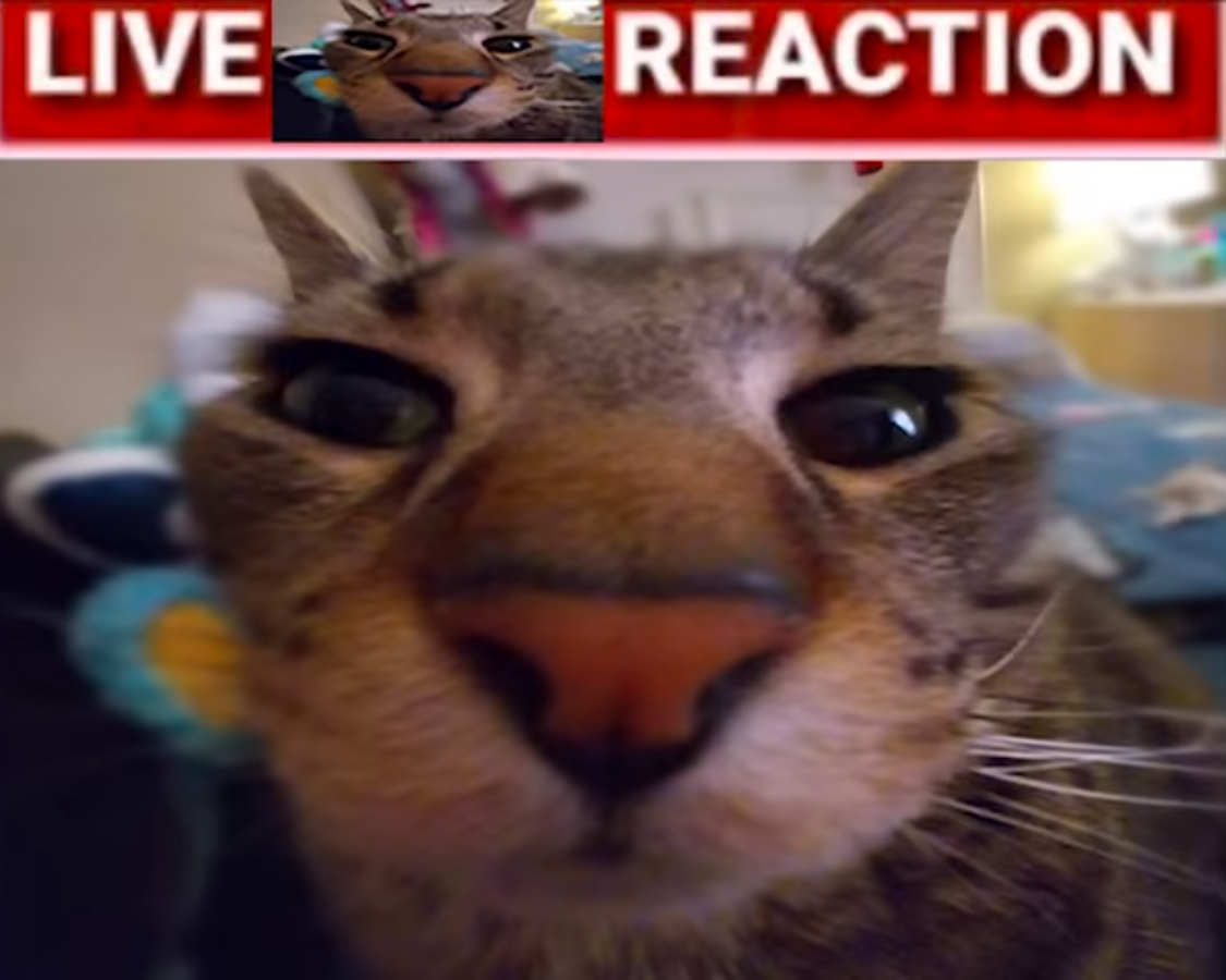 High Quality live cat reaction Blank Meme Template