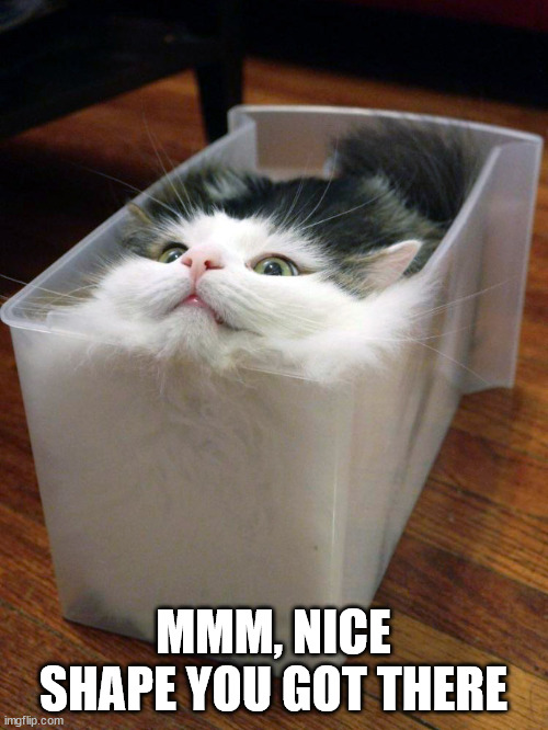 Liquid Cat | MMM, NICE SHAPE YOU GOT THERE | image tagged in liquid cat | made w/ Imgflip meme maker