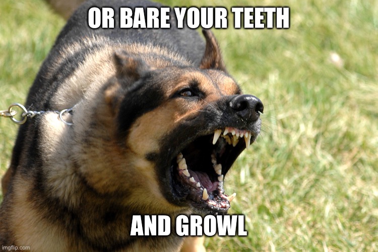 Barking dog | OR BARE YOUR TEETH AND GROWL | image tagged in barking dog | made w/ Imgflip meme maker