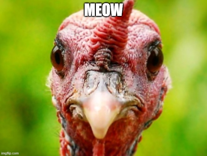 turkey | MEOW | image tagged in turkey | made w/ Imgflip meme maker