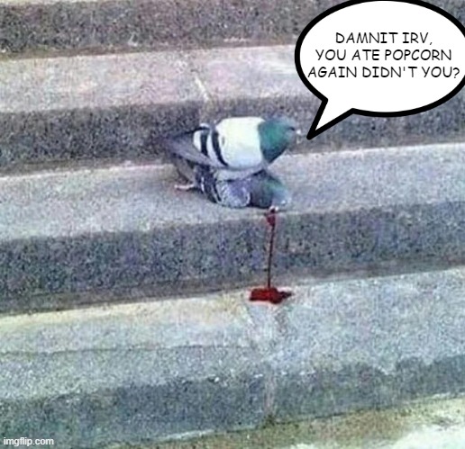 Pigeon Pain | DAMNIT IRV, YOU ATE POPCORN AGAIN DIDN'T YOU? | image tagged in funny animals | made w/ Imgflip meme maker