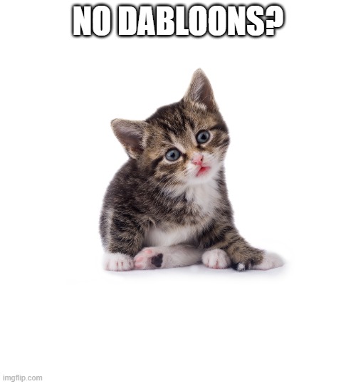 pov: you own no dabloons | NO DABLOONS? | image tagged in cat,dabloons,traveler,meow,no bitches | made w/ Imgflip meme maker