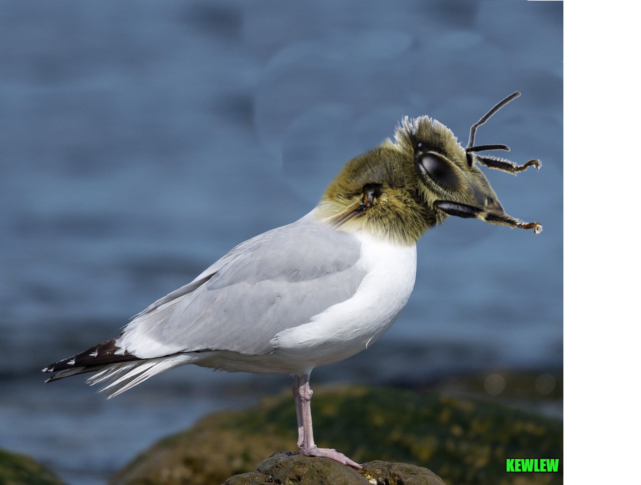 A beegull | KEWLEW | image tagged in beegull,kewlew,photoshopped | made w/ Imgflip meme maker