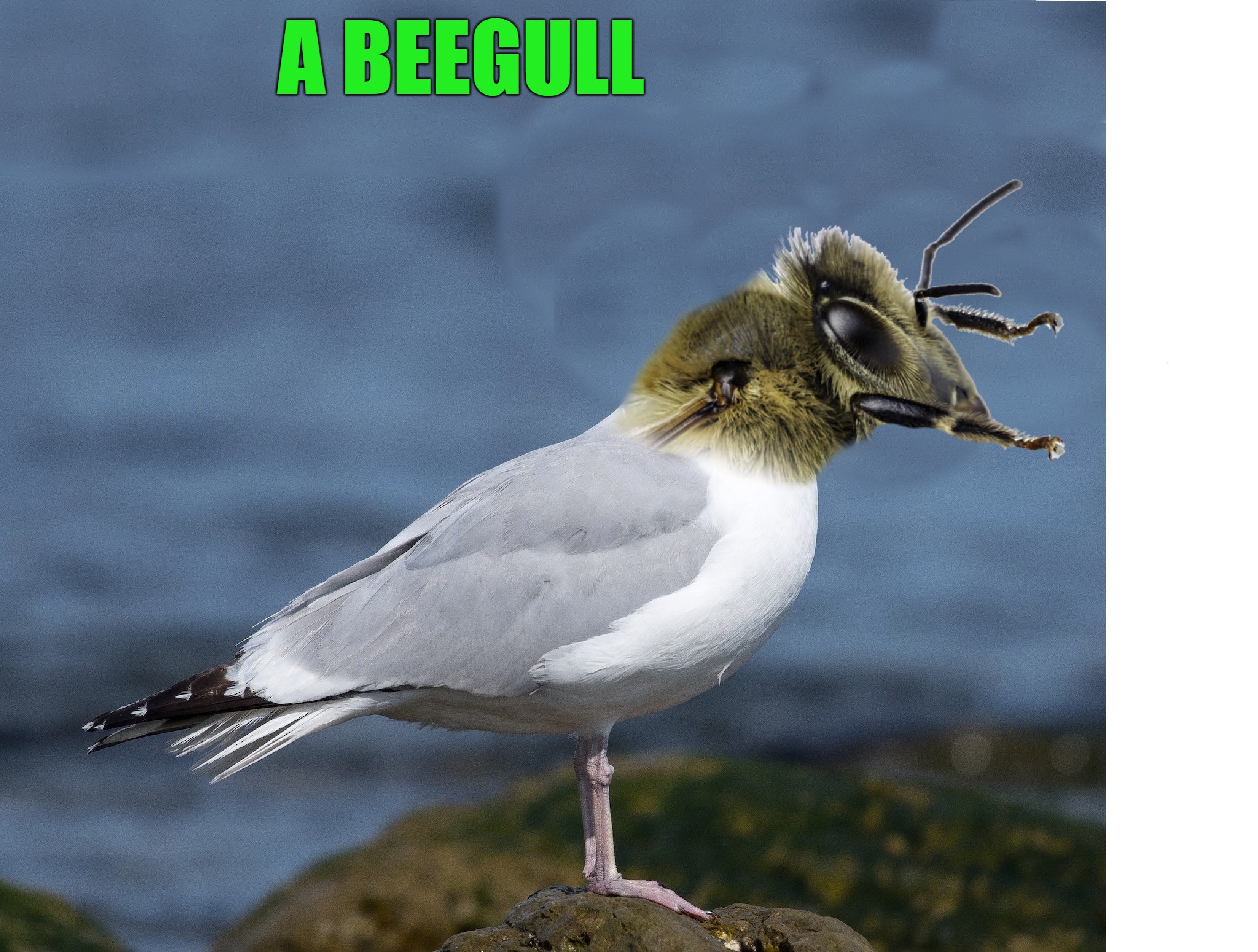 beegull | A BEEGULL | image tagged in beegull,kewlew | made w/ Imgflip meme maker