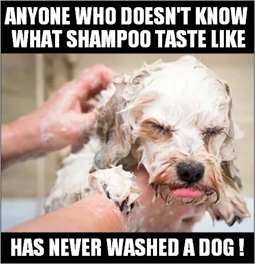 Sudden Soapy Spitting ! | ANYONE WHO DOESN'T KNOW
 WHAT SHAMPOO TASTE LIKE; HAS NEVER WASHED A DOG ! | image tagged in dogs,soap,bad taste | made w/ Imgflip meme maker