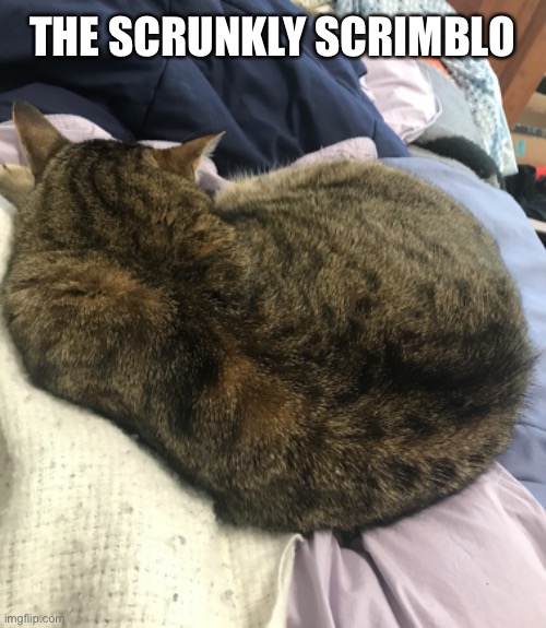 THE SCRUNKLY SCRIMBLO | made w/ Imgflip meme maker