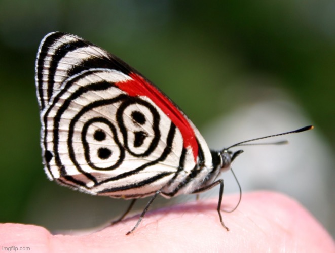 Puzzle Solver Butterfly | image tagged in puzzle solver butterfly | made w/ Imgflip meme maker