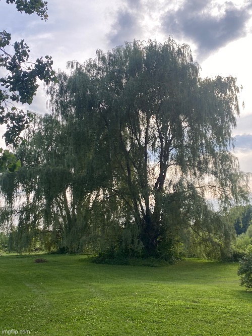 Willow tree some blocks away from my house - Imgflip