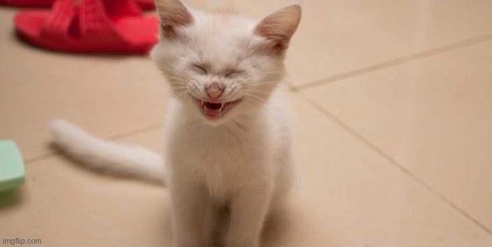 Cat Laughing | image tagged in cat laughing | made w/ Imgflip meme maker