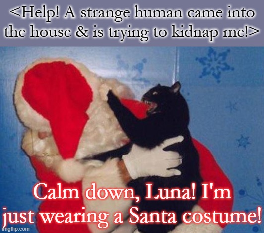 Mistaken identity. | <Help! A strange human came into the house & is trying to kidnap me!>; Calm down, Luna! I'm just wearing a Santa costume! | image tagged in cat attacks santa,funny animal meme,merry christmas | made w/ Imgflip meme maker