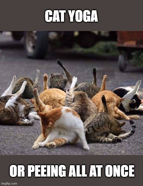 Hard to tell | CAT YOGA; OR PEEING ALL AT ONCE | image tagged in funny meme,cats | made w/ Imgflip meme maker