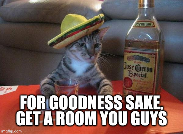 alcohol cat | FOR GOODNESS SAKE, GET A ROOM YOU GUYS | image tagged in alcohol cat | made w/ Imgflip meme maker