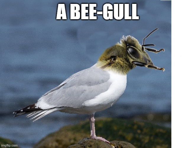 bee-gull | A BEE-GULL | image tagged in bee-gull,kewlew | made w/ Imgflip meme maker