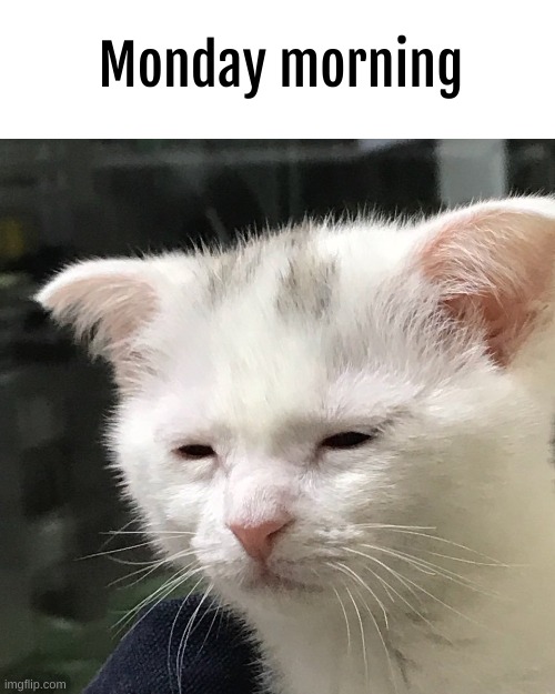 true | Monday morning | image tagged in i'm awake but at what cost | made w/ Imgflip meme maker