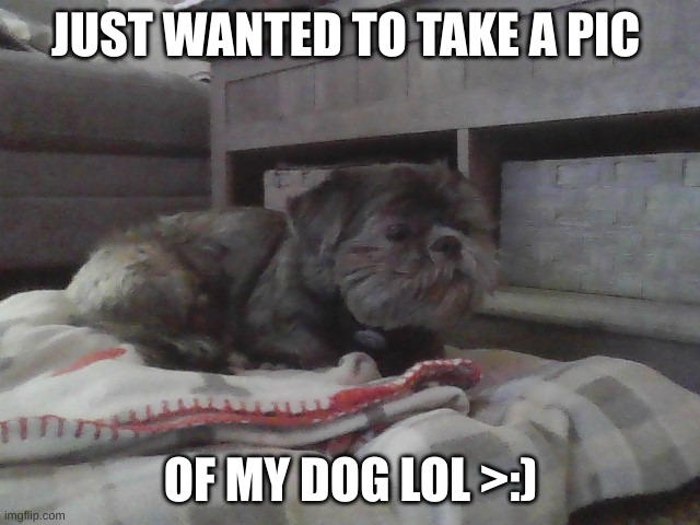JUST WANTED TO TAKE A PIC; OF MY DOG LOL >:) | made w/ Imgflip meme maker