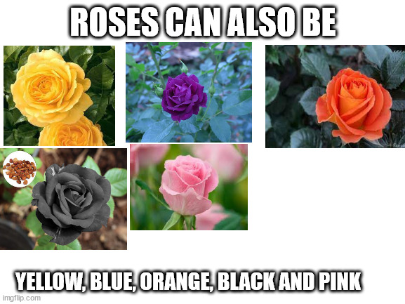 Blank White Template | ROSES CAN ALSO BE YELLOW, BLUE, ORANGE, BLACK AND PINK | image tagged in blank white template | made w/ Imgflip meme maker