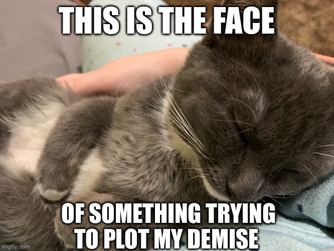 I swear Chubs is plotting my demise while she sleeps… | THIS IS THE FACE; OF SOMETHING TRYING TO PLOT MY DEMISE | made w/ Imgflip meme maker