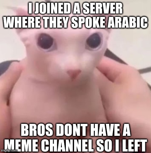 Bingus | I JOINED A SERVER WHERE THEY SPOKE ARABIC; BROS DONT HAVE A MEME CHANNEL SO I LEFT | image tagged in bingus | made w/ Imgflip meme maker