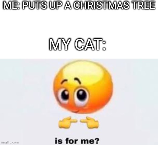 OH NO NOT THIS YEAR! *places a box | ME: PUTS UP A CHRISTMAS TREE; MY CAT: | image tagged in blank white template,is for me | made w/ Imgflip meme maker