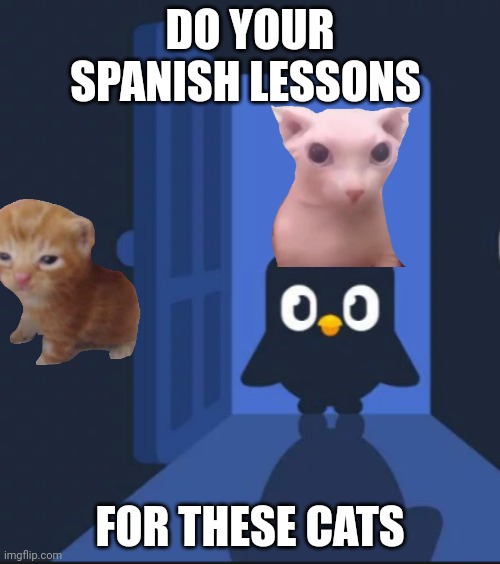 Duolingo bird | DO YOUR SPANISH LESSONS; FOR THESE CATS | image tagged in duolingo bird | made w/ Imgflip meme maker