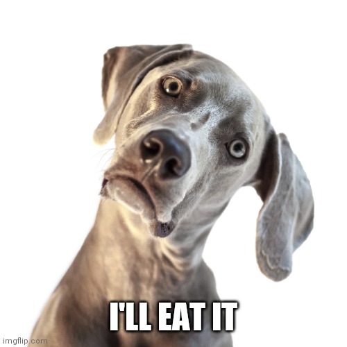 confused dog | I'LL EAT IT | image tagged in confused dog | made w/ Imgflip meme maker