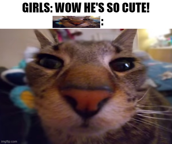 GIRLS: WOW HE'S SO CUTE!

               : | made w/ Imgflip meme maker