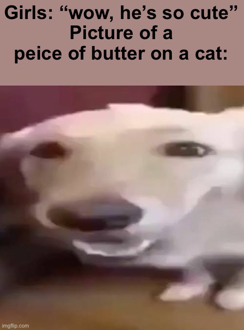 Ye | Girls: “wow, he’s so cute”
Picture of a peice of butter on a cat: | image tagged in butter dog | made w/ Imgflip meme maker