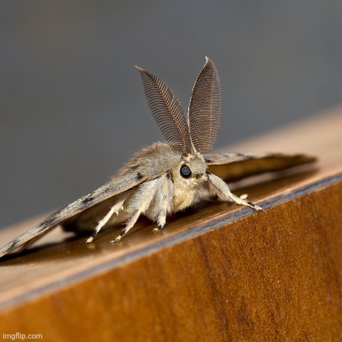 Cute moth jumpscare | made w/ Imgflip meme maker