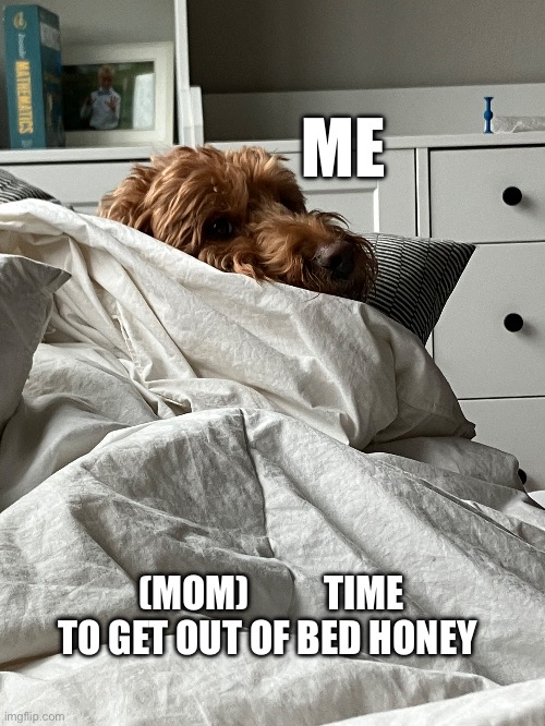 Dog | ME; (MOM)          TIME TO GET OUT OF BED HONEY | image tagged in memes,dogs,dog | made w/ Imgflip meme maker