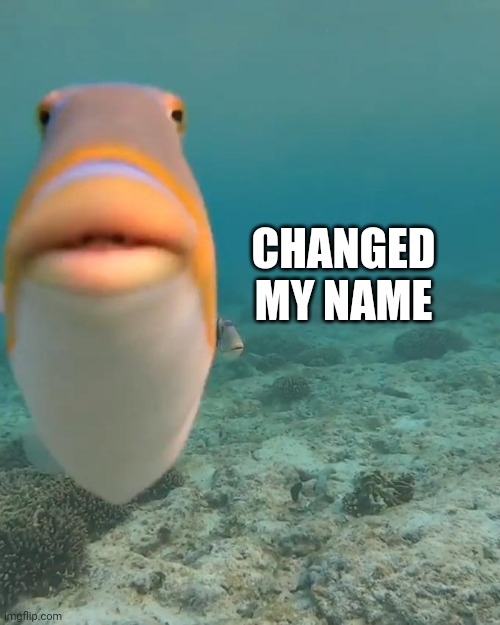 staring fish | CHANGED MY NAME | image tagged in staring fish | made w/ Imgflip meme maker