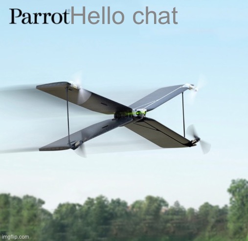 Parrot | Hello chat | image tagged in parrot | made w/ Imgflip meme maker